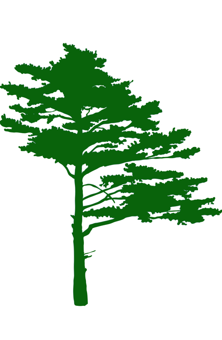 PineTreeSoft